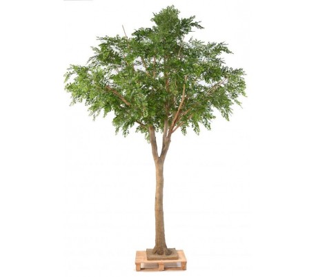 Bouleau træ i potte H300 cm