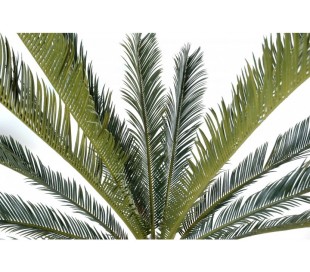 Stort kunstigt palmetræ H300 cm 2