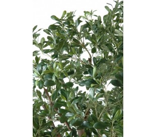 Kunstigt Sycamore træ H260 cm 2