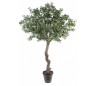 Kunstigt Pittosporum træ H260 cm